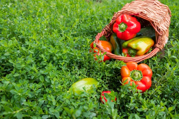A composition of fresh sweet multicolored pepper in a basket on the green grass. — Stock Photo, Image