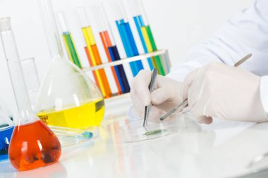 Petri kabında cımbızla araştırma yapıyorum.