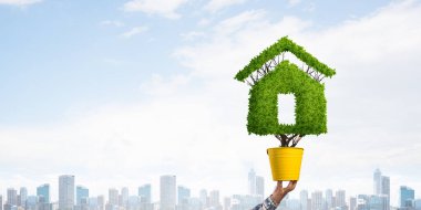 Ev şeklindeki yeşil bitki saksıda yetişir.