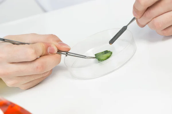 Pesquisando amostra de alimentos com pinças — Fotografia de Stock