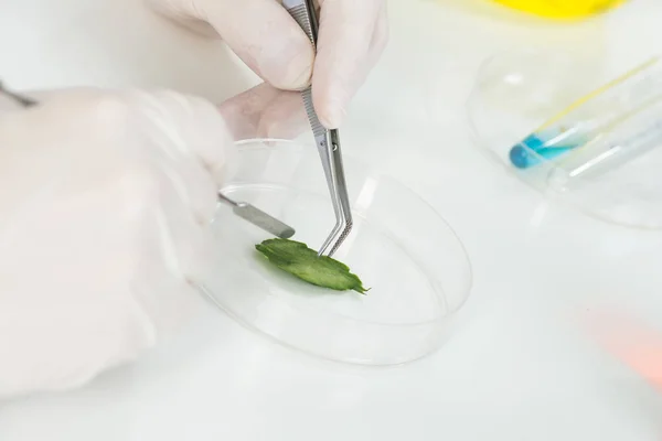 Pesquisando amostra com pinças em placa de Petri — Fotografia de Stock