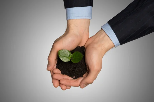 Businesswoman hands holding sprout — Stock Photo, Image