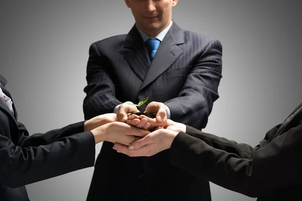 Unity of businesspeople - Sprout in hands — Stock Photo, Image