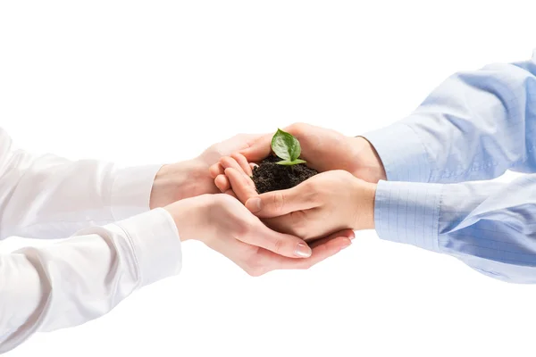 Unity of businesspeople - Sprout in hands — Stock Photo, Image