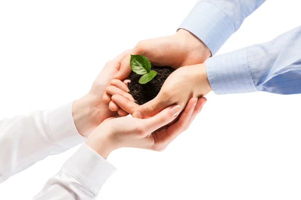 Unity of businesspeople - Sprout in hands — Stock Photo, Image