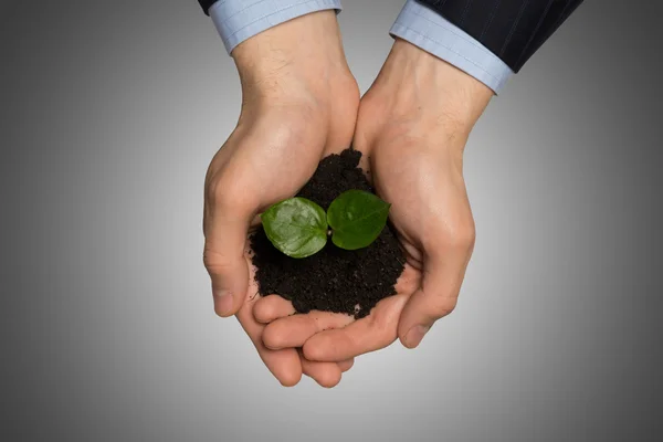 Businessman hands holding sprout — Stock Photo, Image