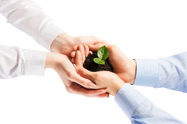 Unity of businesspeople - Sprout in hands — Stock Photo, Image