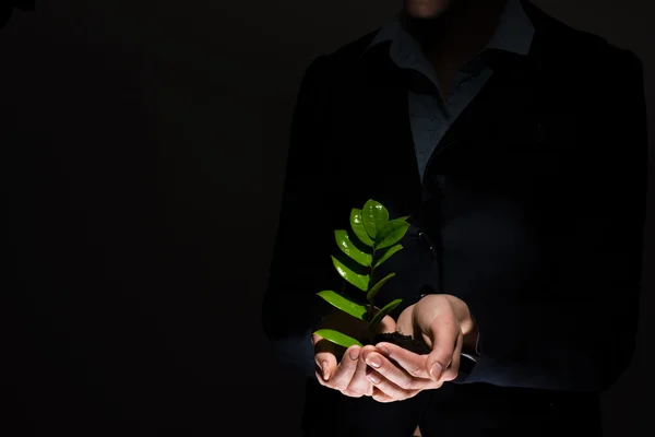 Businesswoman hands holding sprout