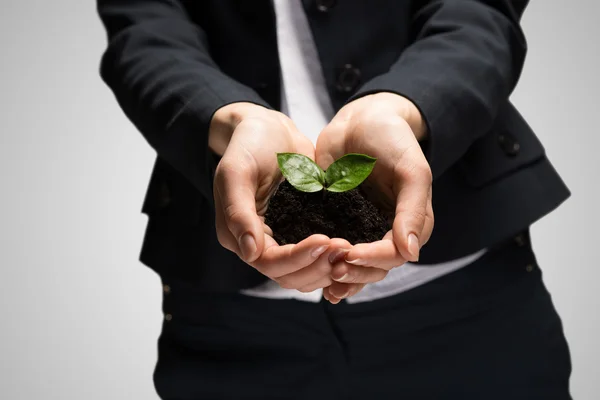 Businesswoman hands holding sprout — Stock Photo, Image