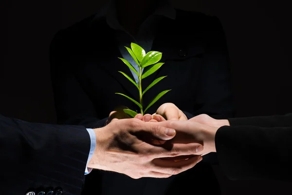 Unity of businesspeople - Sprout in hands — Stock Photo, Image