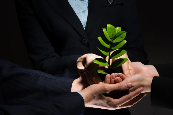 Unity of businesspeople - Sprout in hands — Stock Photo, Image