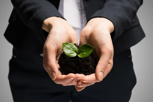 Businesswoman hands holding sprout — Stock Photo, Image