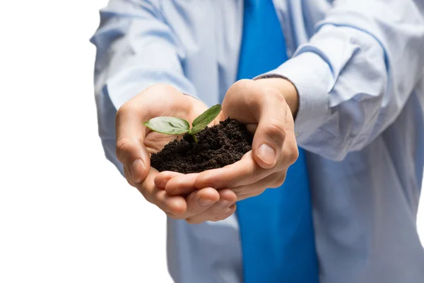 Businessman hands holding sprout — Stock Photo, Image