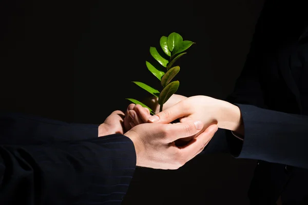 Unity of businesspeople - Sprout in hands — Stock Photo, Image