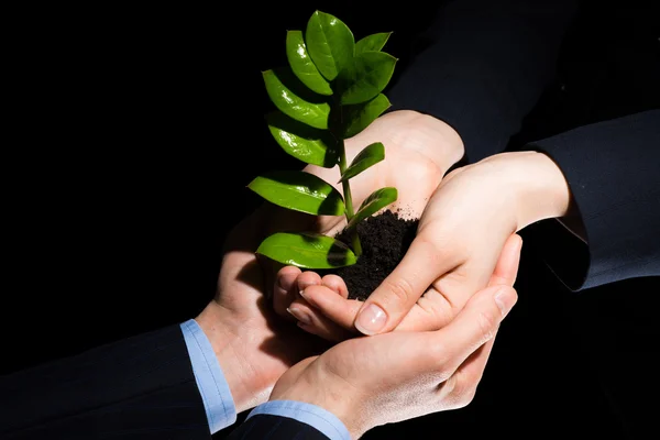 Unity of businesspeople - Sprout in hands — Stock Photo, Image