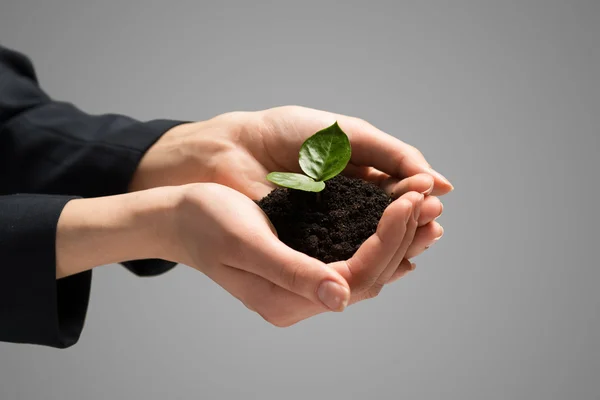 Businesswoman hands holding sprout — Stock Photo, Image