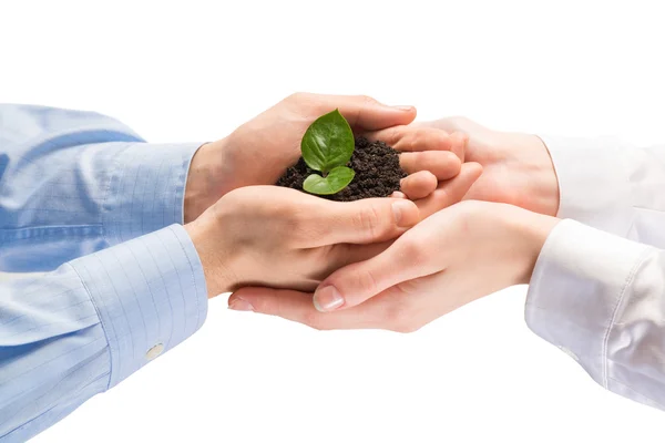 Unity of businesspeople - Sprout in hands — Stock Photo, Image