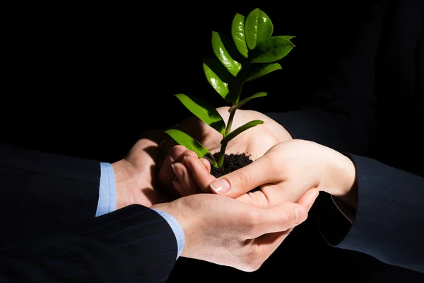 Unity of businesspeople - Sprout in hands — Stock Photo, Image