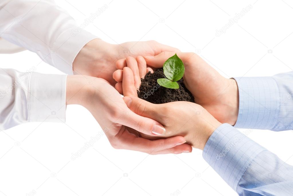 Businessman hands holding sprout