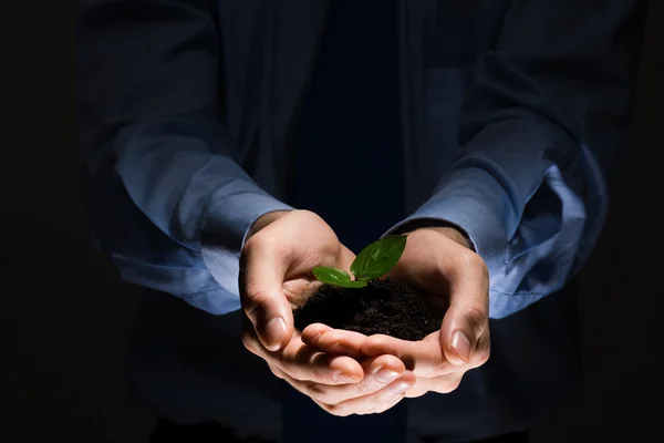 Businessman hands holding sprout — Stock Photo, Image