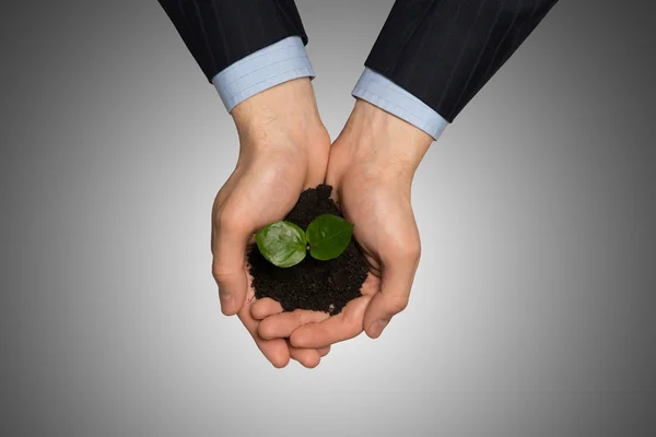 Businesswoman hands holding sprout — Stock Photo, Image