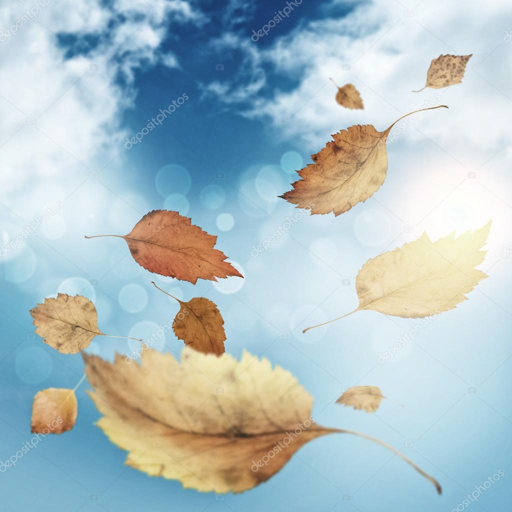 Background image with yellow leaves