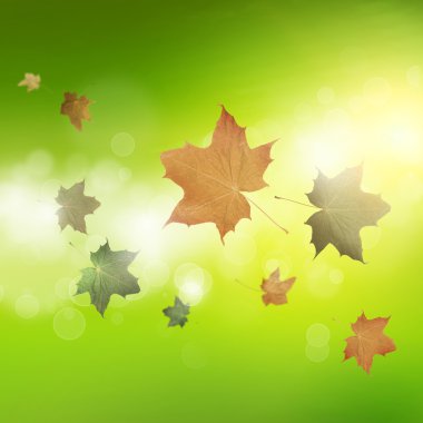 gökyüzünde uçan yaprakları