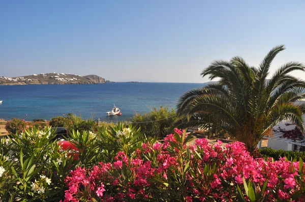 Praia e baía na ilha grega Mykonos na primavera, com flores rosa e palmeira — Fotografia de Stock