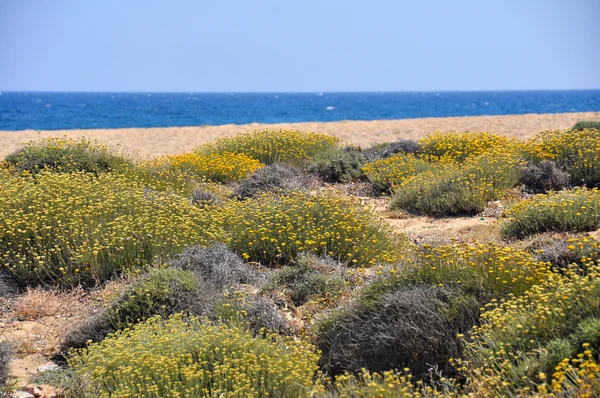 Blygsamma växter med gula blommor nära stranden — Stockfoto