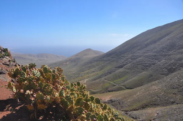 Cactus och landskap av vulkaniska spanska ön Lanzarote — Stockfoto