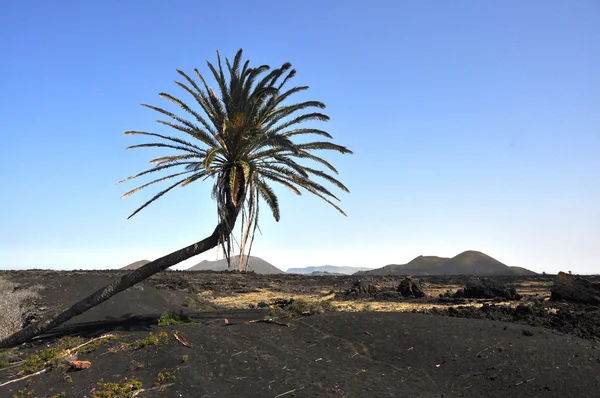 Single palm tree in barren volcanic landscape of spanish island Lanzarote — Stock Photo, Image