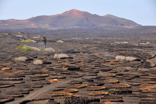 Paisagem vulcânica na ilha espanhola Lanzarote — Fotografia de Stock