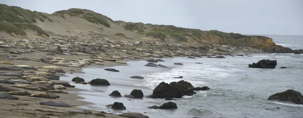 Piedras Blancas - Elephant Seal Rookery on beach in California Royalty Free Stock Photos