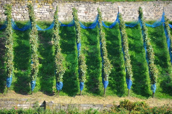 Řádky ze zelených rostlin vína ve vinařství, pohled z vrcholu — Stock fotografie