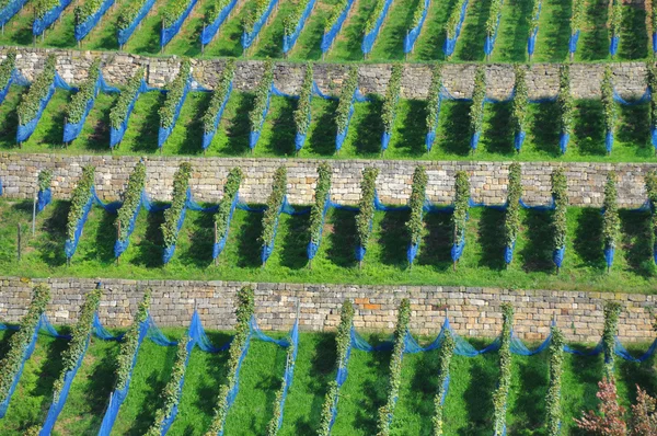 Řádky ze zelených rostlin vína ve vinařství, pohled z vrcholu — Stock fotografie