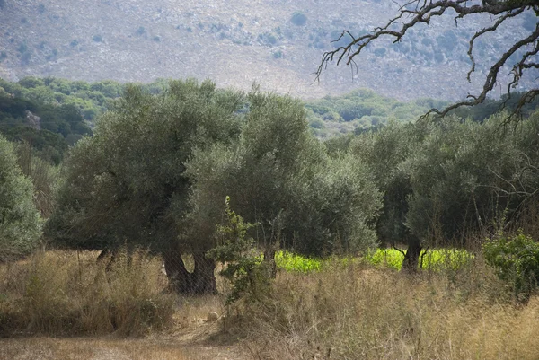 Remoto paisaje seco con olivos en creta, griego — Foto de Stock