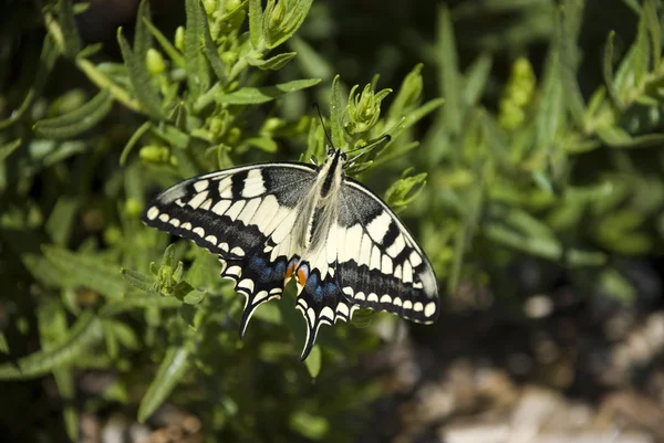 Тигровый ласточкин хвост - бабочка — стоковое фото