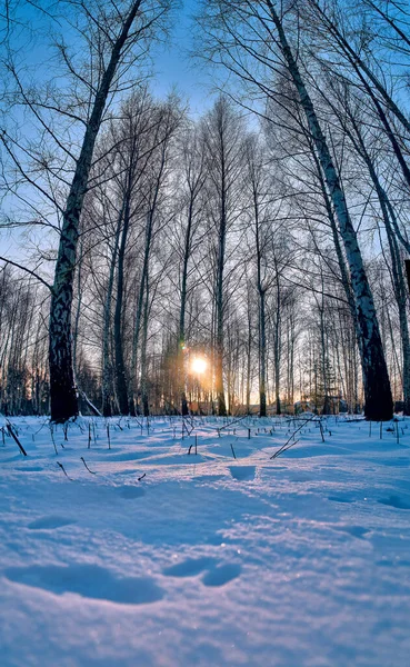 Paisagem Inverno Pôr Sol Floresta Bétula Vigas Douradas Luz Solar — Fotografia de Stock