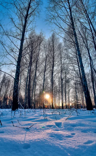 Winter landscape: Sunset in the birch forest. Golden beams of sunlight among white trunks of birch trees, snowy birch grove in backlit of golden setting sun. Fairy tale of winter in frosty forest.