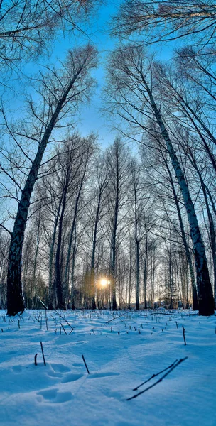 Paisaje Invernal Puesta Sol Bosque Abedules Rayos Dorados Luz Solar —  Fotos de Stock