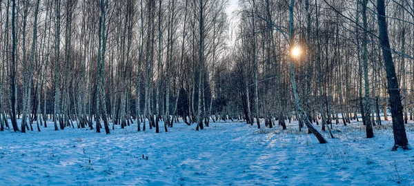 Paisagem Inverno Pôr Sol Floresta Bétula Vigas Douradas Luz Solar — Fotografia de Stock