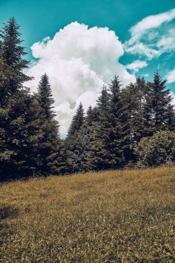 Güneşli bir günde Polonya 'nın Pieniny Ulusal Parkı' nın güzel panoramik manzarası. Sokolica ve Trzy Korony - İngilizce: Üç Crowns (Üç Crowns Massif Zirvesi))