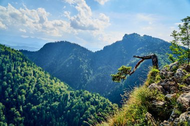 Sokolica 'da çam, Sokolica' nın tepesinde çam - Polonya 'nın Pieniny Dağları' nda Sokolica 'nın tepesinde yetişen çam ağacında 500 yıldan fazla İskoç çamı çamı (Pinus sylvestris).