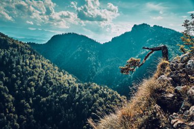 Sokolica 'da çam, Sokolica' nın tepesinde çam - Polonya 'nın Pieniny Dağları' nda Sokolica 'nın tepesinde yetişen çam ağacında 500 yıldan fazla İskoç çamı çamı (Pinus sylvestris).