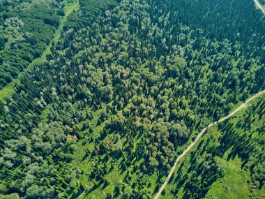 Doğu Kazakistan 'daki Zimovyo yakınlarındaki uçsuz bucaksız Tayga ormanının çarpıcı yüksek açılı panoramik drone görüntüsü. Görüntü, kozalaklı ağaçların sonsuz yeşil gölgesini, dolambaçlı toprak yolu ve soğuk algınlığı ile aydınlık bir yaz gökyüzünün altında uzanan uzak dağ sıralarını yakalıyor.