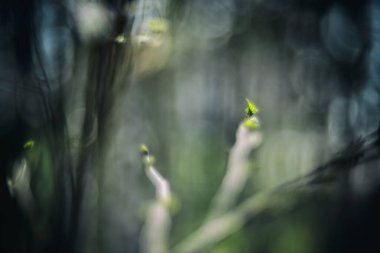 ilkbahar, bitki, yaprak, ilk