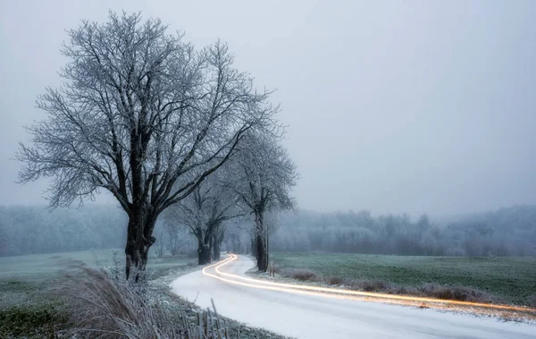 Зима Дерево Зелений Сніг — стокове фото