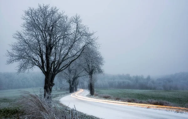 Hiver Arbre Vert Neige — Photo