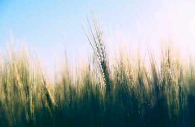 Yeşil buğday kulak alanında