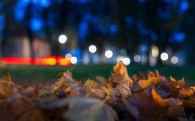 Parkta sonbahar yaprakları